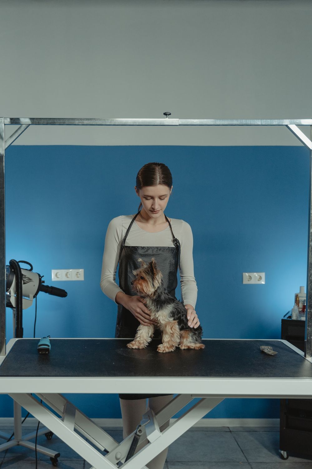 Cat Grooming — Home Service
